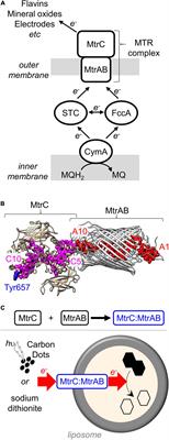 Bespoke Biomolecular Wires for Transmembrane Electron Transfer: Spontaneous Assembly of a Functionalized Multiheme Electron Conduit